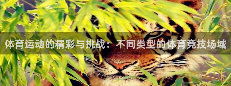 双赢平台体育注册：体育运动的精彩与挑战：不同类型的体育竞技场域